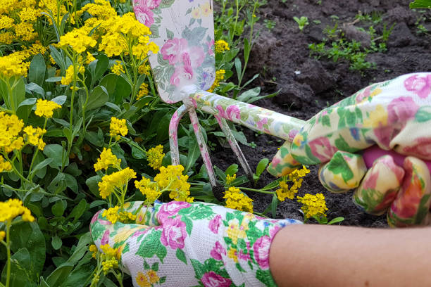 istock Gardeners hands planting flowers at back yard. 1097414804