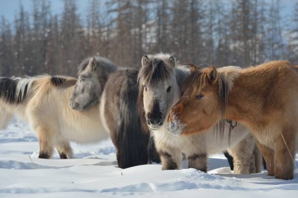 Yakut horses in Oymyakon stock photo