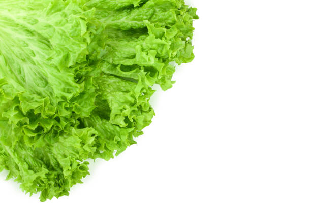 istock Lettuce leaf isolated on white background with copy space for your text. Set or collection 1097415046