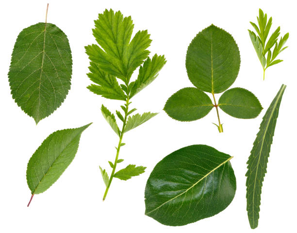 istock Flat layer of leaves of various plants is isolated on a white background. 1097416054