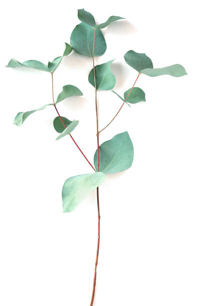 istock Eucalyptus on white background.  Fresh eucalyptus leaves. Flat lay, top view.  Items for Wedding or greeting cards. 1097416840