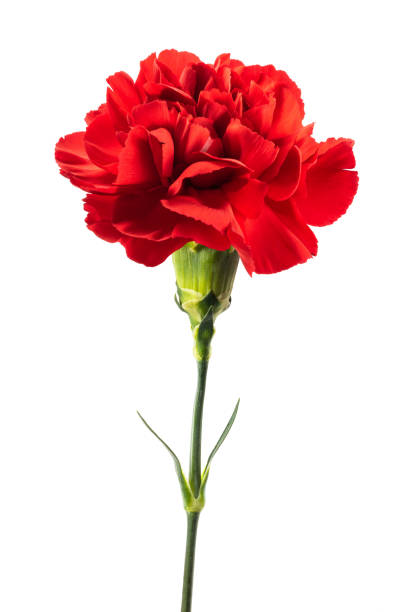 Red carnation Red carnation flower isolated on white background carnation flower photos stock pictures, royalty-free photos & images