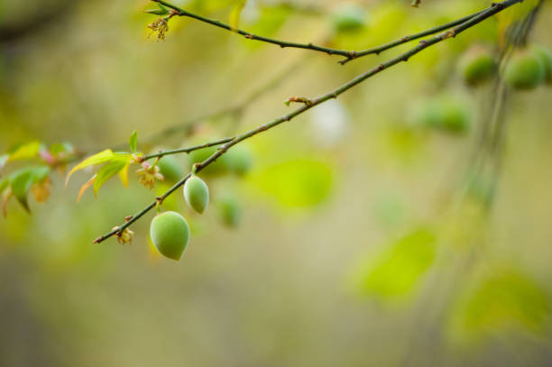 istock japanese apricot garden or Plum tree 1097418286