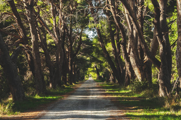istock French country road running through tree alley . 1097418310