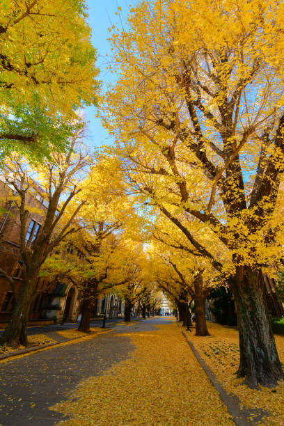 istock Ginkgo tree on road, autumn season 1097418578