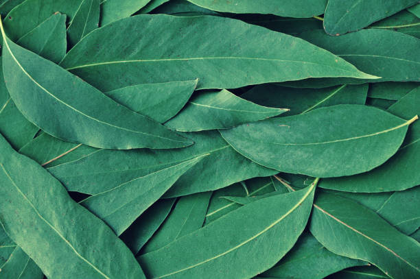 istock Fresh eucalyptus leaves. Flat lay, top view. Nature green Eucalyptus leaves  background 1097418660