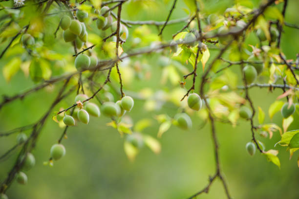 istock japanese apricot garden or Plum tree 1097419148