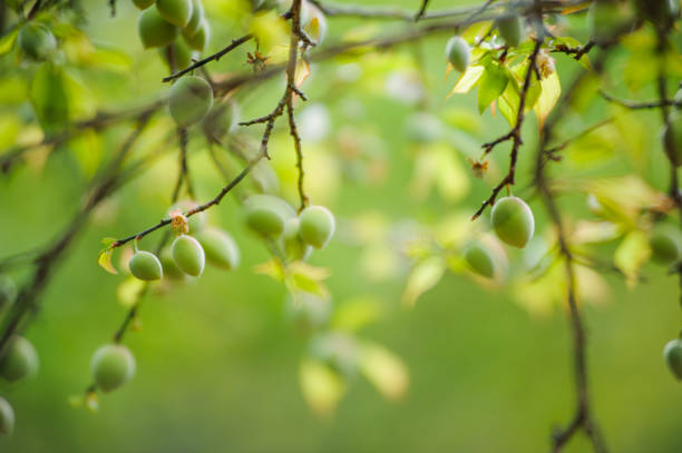 istock japanese apricot garden or Plum tree 1097419282
