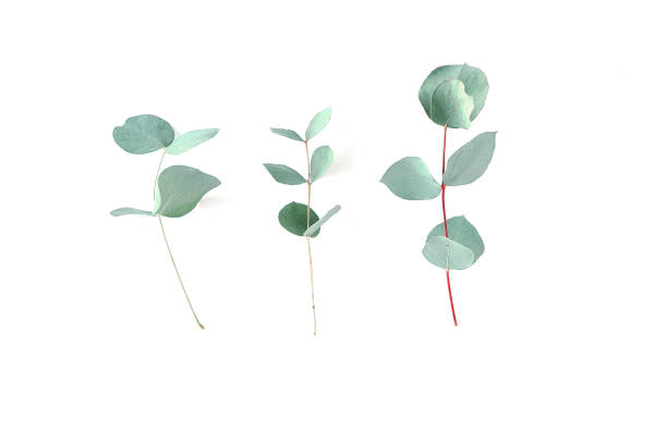 Eucalyptus on white background.  Fresh eucalyptus leaves. Flat lay, top view.  Items for Wedding or greeting cards.