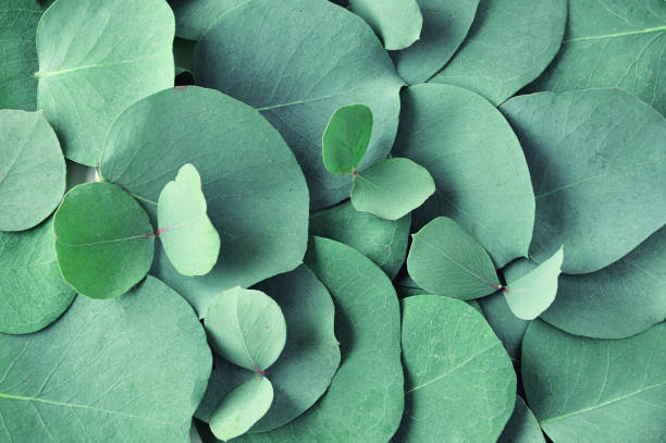 istock Fresh eucalyptus leaves. Flat lay, top view. Nature green Eucalyptus leaves  background 1097419854