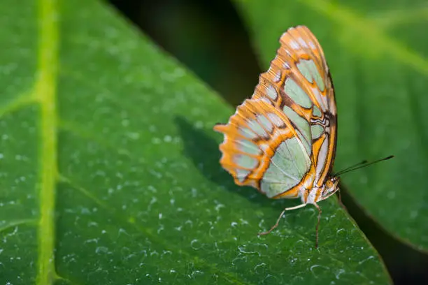 Beautiful tropical butterfly:Malachitfalter, Siproeta stelenes