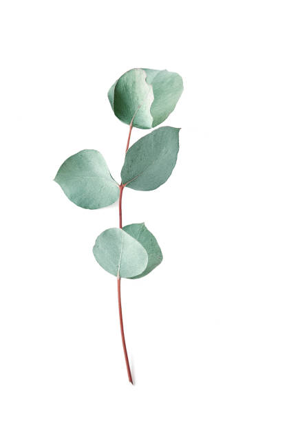 istock Eucalyptus on white background.  Fresh eucalyptus leaves. Flat lay, top view.  Items for Wedding or greeting cards. 1097420370