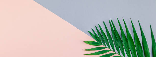 istock Tropical palm leaves on color paper background 1097420940