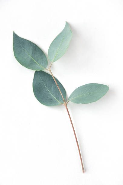 istock Eucalyptus on white background.  Fresh eucalyptus leaves. Flat lay, top view.  Items for Wedding or greeting cards. 1097422960