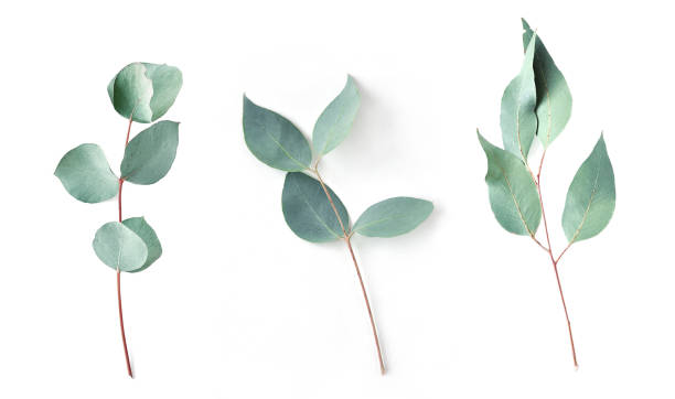istock Eucalyptus on white background.  Fresh eucalyptus leaves. Flat lay, top view.  Items for Wedding or greeting cards. 1097423048