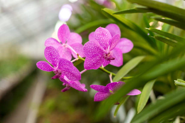 Beautiful orchid. Vanda or Vanda coerulea Griff. Various flower close up from bouquet. Beautiful orchid. Vanda or Vanda coerulea Griff. Various flower close up from bouquet. griff stock pictures, royalty-free photos & images
