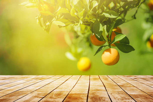 istock fresh orange orchard against sunlight with wooden desktop 1097427032