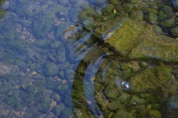 istock Leaf at the bottom of the river 1097427392