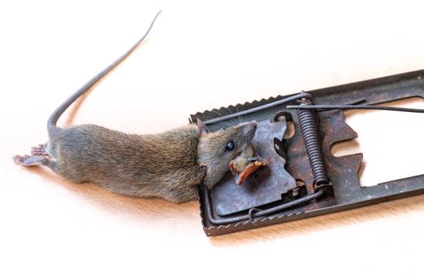 istock Dead Mouse or Rat caught in a Trap 1097430454