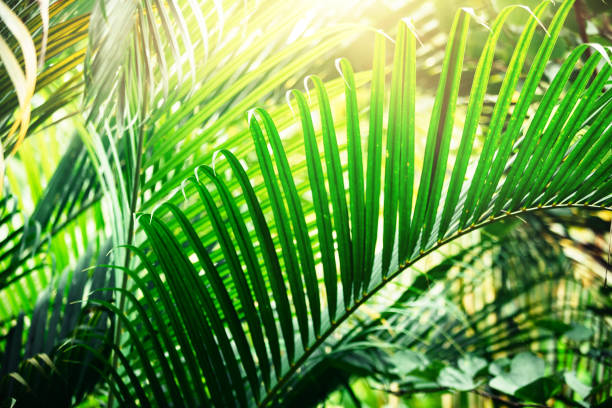 istock Sun shining through tropical pant leaves. Palm tree leaves background. 1097438514