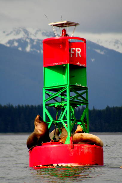istock Sea lions enjoying a spring day 1097439294
