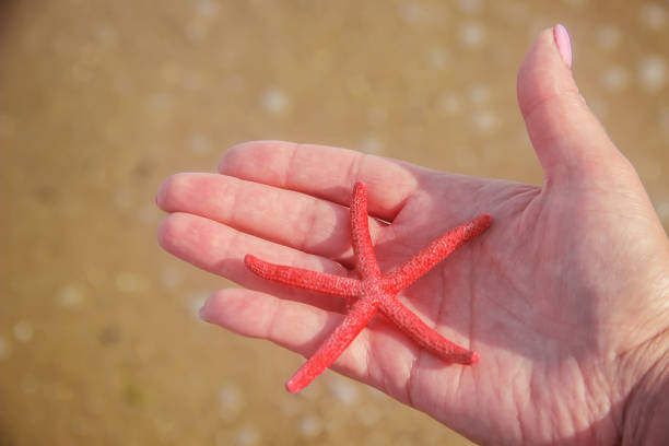 istock Shells and starfish on the sea. summer photo. selective focus. 1097441800