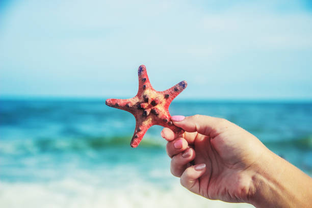 istock Shells and starfish on the sea. summer photo. selective focus. 1097441804