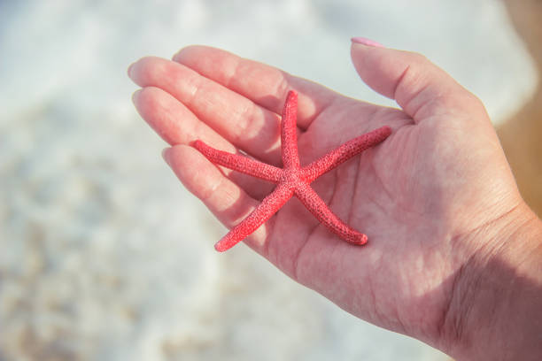 istock Shells and starfish on the sea. summer photo. selective focus. 1097441814