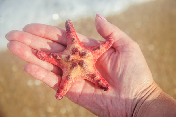 istock Shells and starfish on the sea. summer photo. selective focus. 1097441818