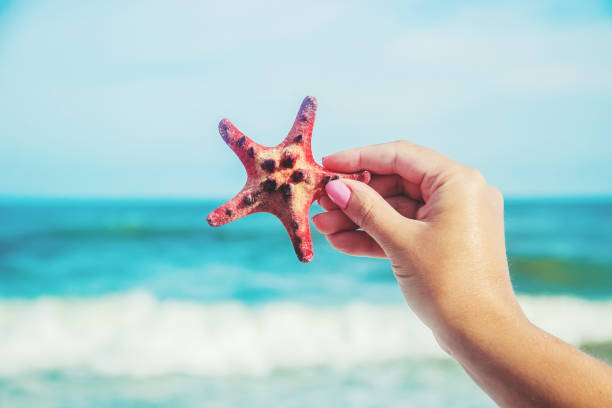 istock Shells and starfish on the sea. summer photo. selective focus. 1097441822