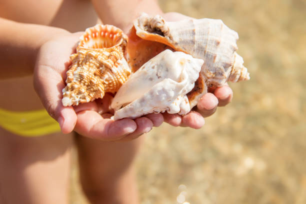 istock Shells and starfish on the sea. summer photo. selective focus. 1097442040