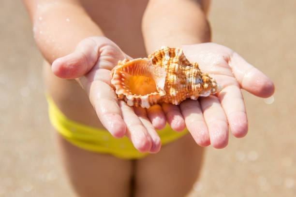 istock Shells and starfish on the sea. summer photo. selective focus. 1097442042