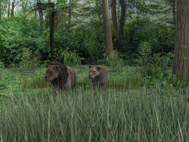 istock Lions on hunting together 1097443966