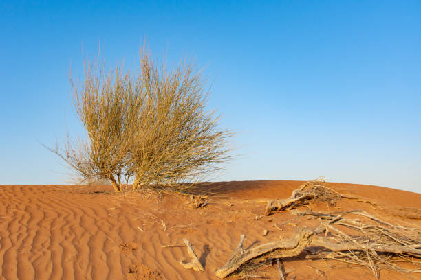 istock A lone green desert plan sits among dry sticks in the patterned and textured orange sand with a blue sky background. 1097447316