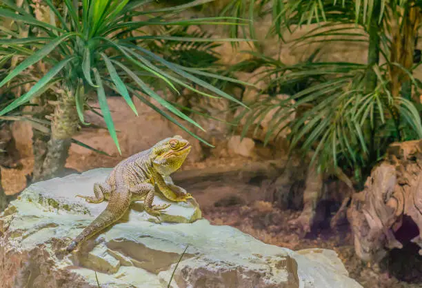 Photo of central bearded lizard sitting on a rock, dragon lizard from Australia, popular pet in herpetoculture