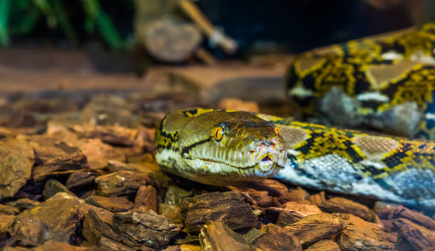 istock Reticulated python head in closeup, beautiful snake face with yellow eye, brown and yellow colored serpent, popular reptile from Asia 1097448084