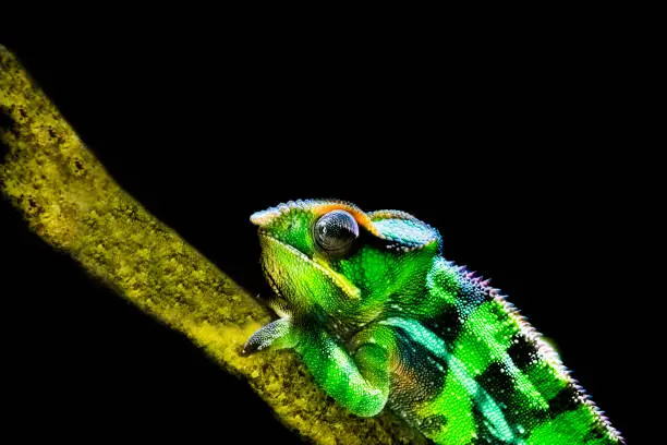Photo of Panther chameleon in closeup and isolated on a black background, tropical iguana from madagascar, popular vivarium pet