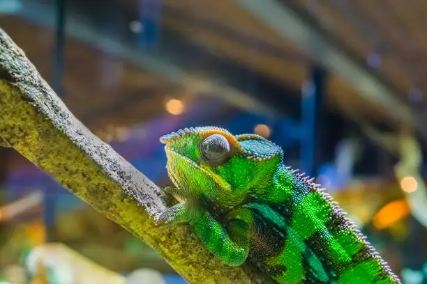 Photo of closeup of a panther chameleon on a branch, colorful iguana in the colors green and black, tropical reptile from madagascar
