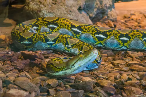 Photo of yellow and brown reticulated python creeping over the floor, snake head in closeup, popular serpent from Asia