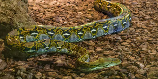 Photo of brown and yellow reticulated python crawling over the ground, popular big snake from Asia