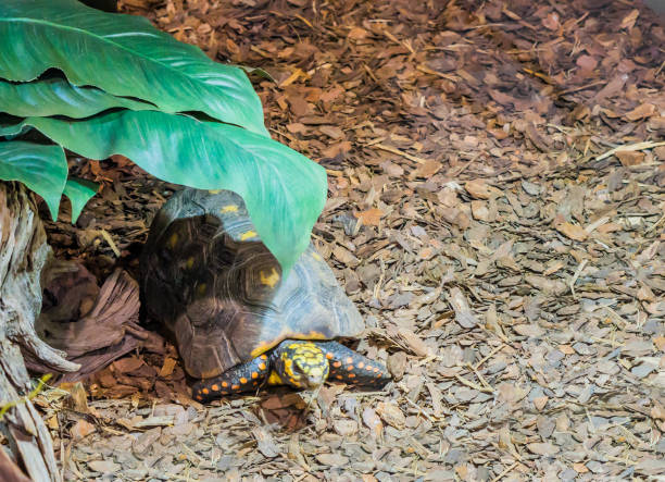 red footed tortoise laying under a green leaf, tropical threatened turtle specie from America