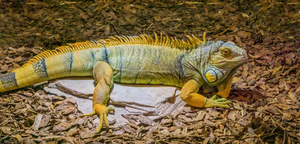 Photo of beautiful and colorful iguana lizard in the colors yellow, grey and black, popular tropical reptile from America