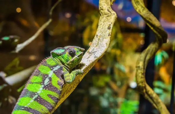 Photo of closeup of a funny panther chameleon on a tree branch, tropical iguana from Madagascar