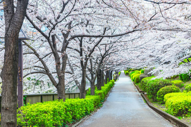 istock Walkway under the sakura tree which is the romantic atmosphere scene in Tokyo Japan 1097448610