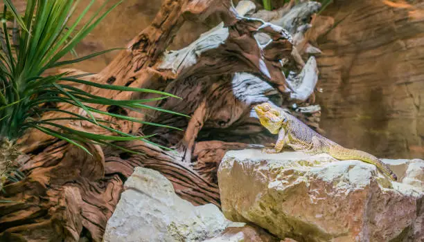 Photo of Central bearded dragon lizard standing on a rock, popular reptile pet from Australia