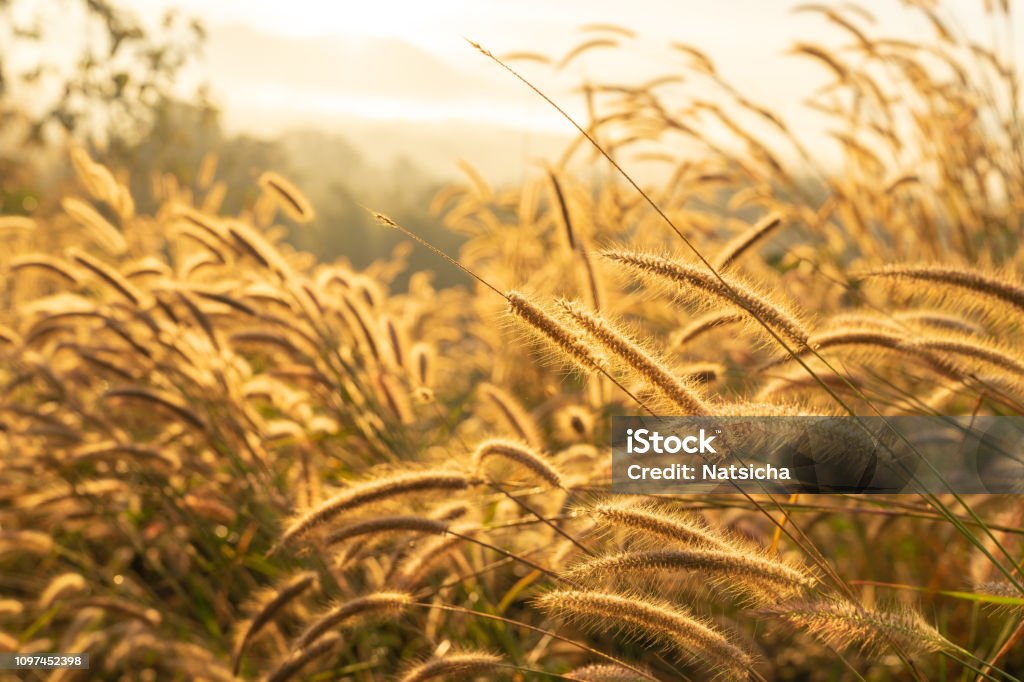 selective focus  on dry grass flower with sunrise sunlight. Autumn grass on sunrise. Evening nature Abstract Stock Photo