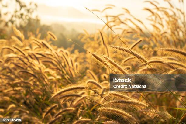 Selective Focus On Dry Grass Flower With Sunrise Sunlight Autumn Grass On Sunrise Evening Nature Stock Photo - Download Image Now