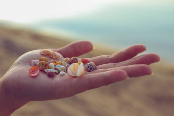 coquille sur la main - coquillage dans la main photos et images de collection