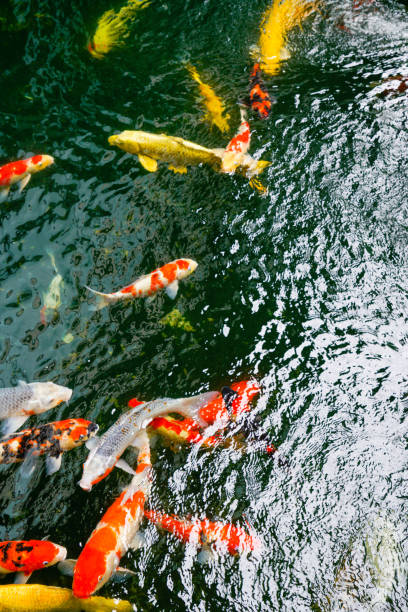 istock Koi fish in the found, japanese garden 1097459130