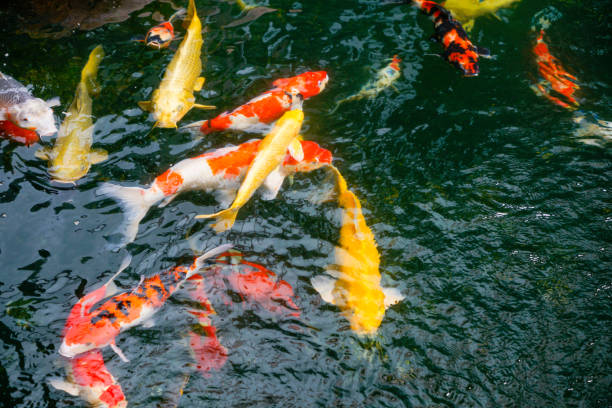 istock Koi fish in the found, japanese garden 1097459140